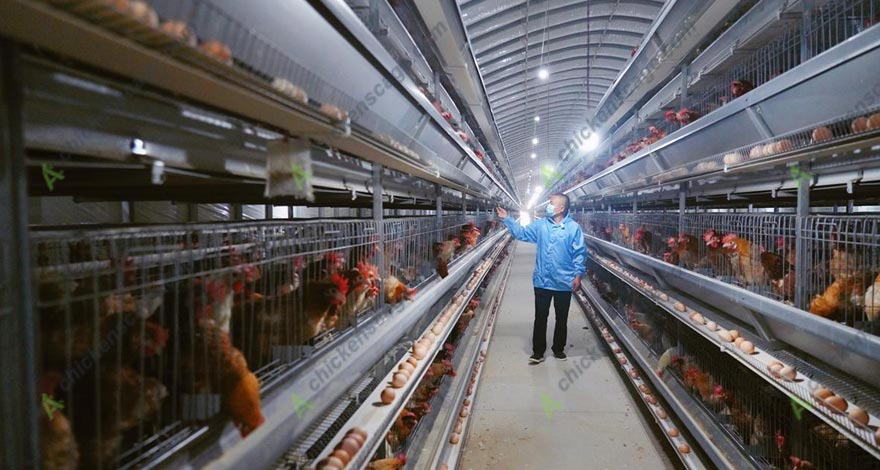 10000birds modern hen cage system