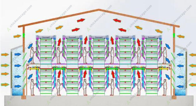 10000 chicken layer house design