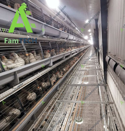 100000 layer farming project