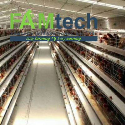 20000 chicken farm project