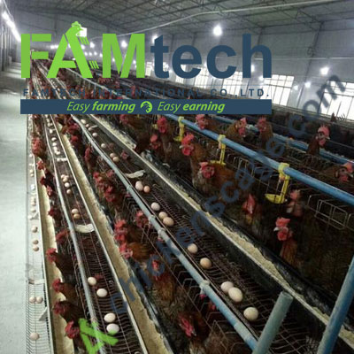 indoor lighting of layer farming