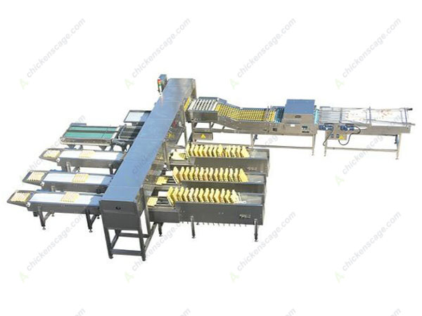 20000 capacity egg grader for sale