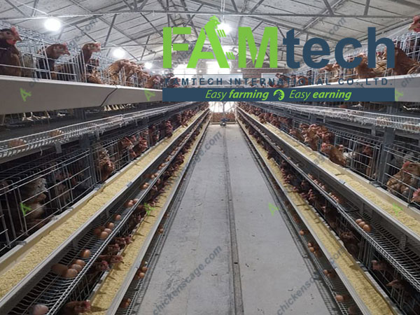3 tier cage farming project for layers
