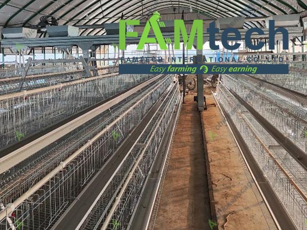 3 tier chicken cage egg farm