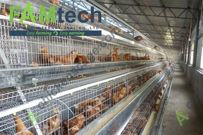 4 tier A type layer cage for 20000 chicken farm