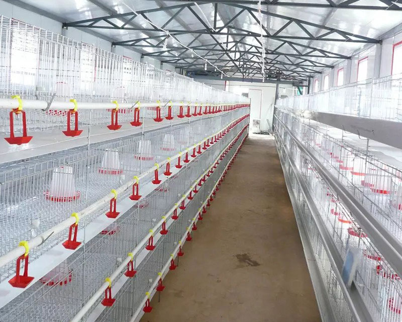 Chicken Cages For Sale | Get The Latest Chicken Cages Prices