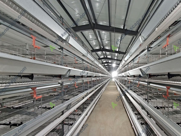 4 tier h type Pretoria chicken layer cage