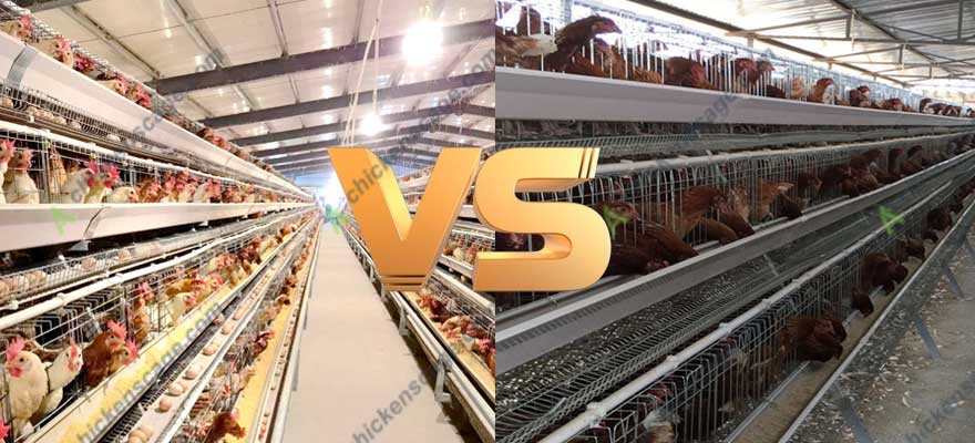 4 tier layer cage vs 3 tier layer cage