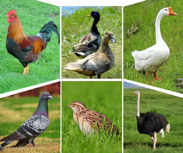 5000 egg incubator for various eggs