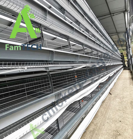 50000 layer farm project