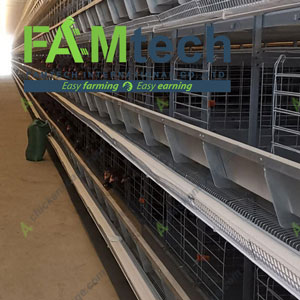 50000 layer farming project