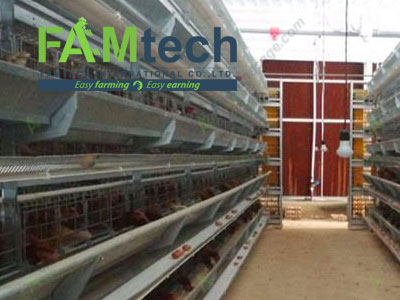 50000 layer farming project in Africa