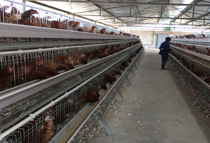 Rtl Cage For Egg Laying Hens: A Guide To Design, Benefits, And Maintenance