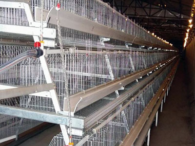 a type cage for laying hens