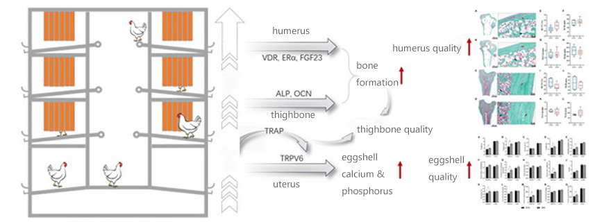 aviary system impacts the bone of laying hens