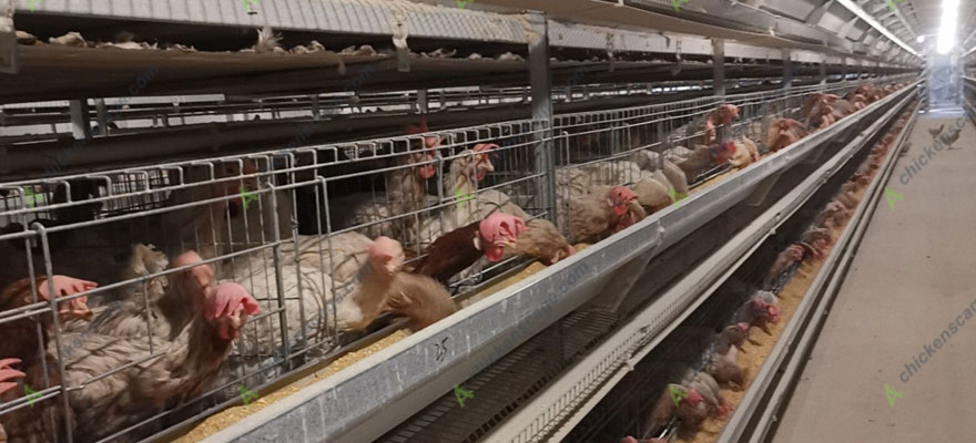advantages of chicken cages for sale in Philippines