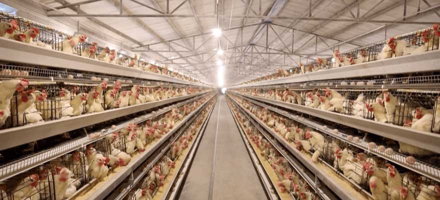 advantages of steel cages for laying chickens