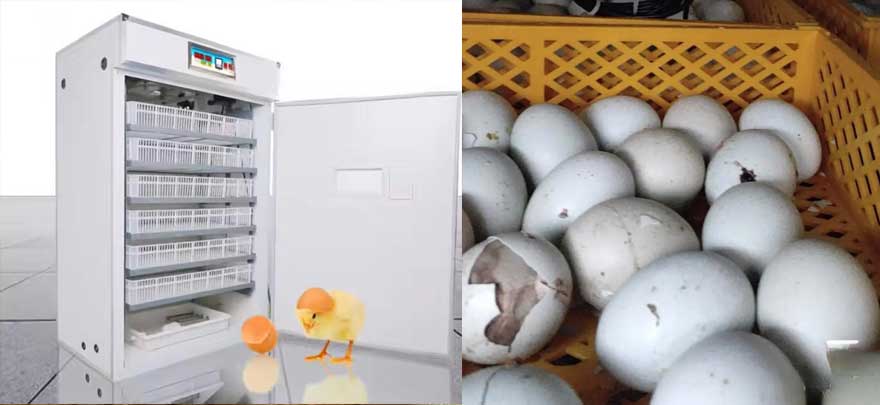 advice on selecting 500 or 1000 egg incubator