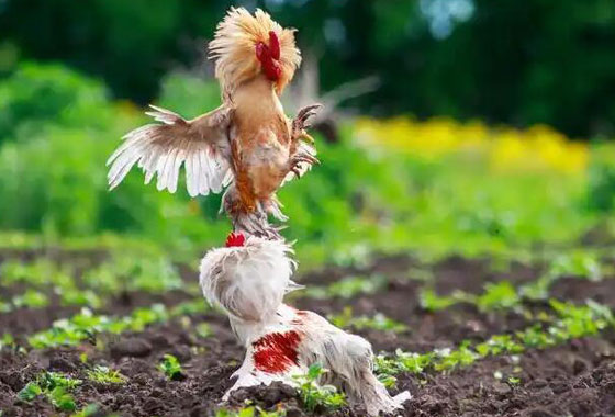 aggressive chicken pecking leads to blood