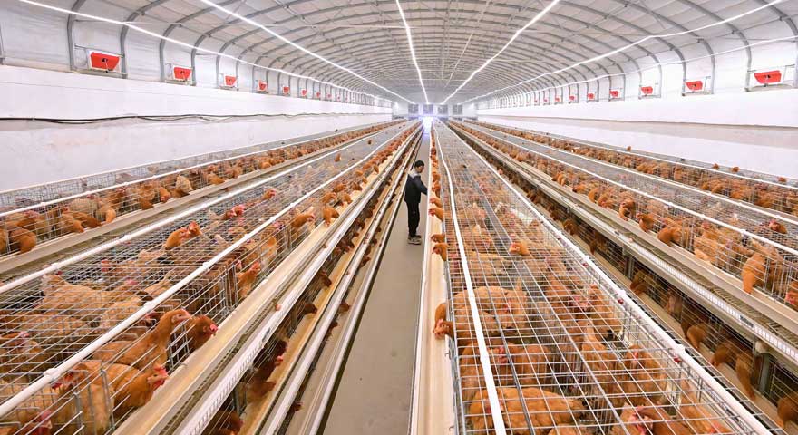 animal welfare and cormfortability