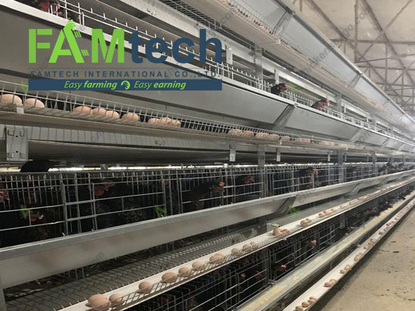 applicable scenarios of h type layer cage