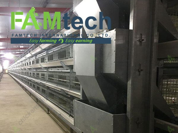 automatic broiler cage feeding system