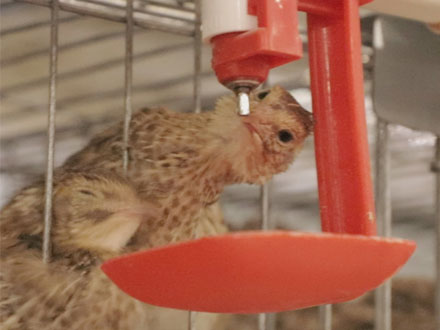 Automatic drinking for quail cages