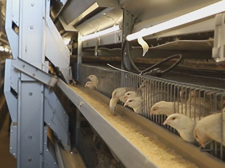 Automatic feeding for quail cages