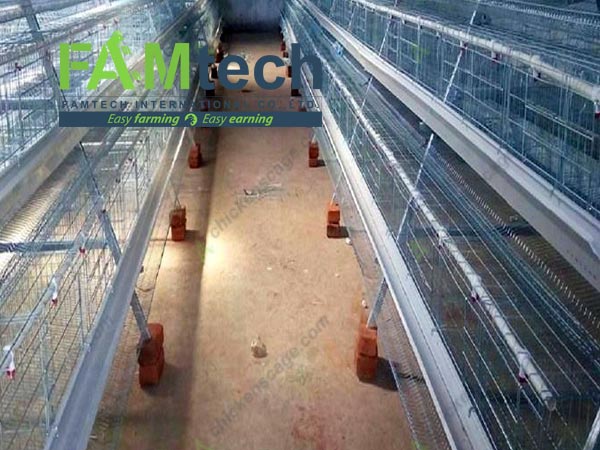 automatic drinking for 4 tier layer cage