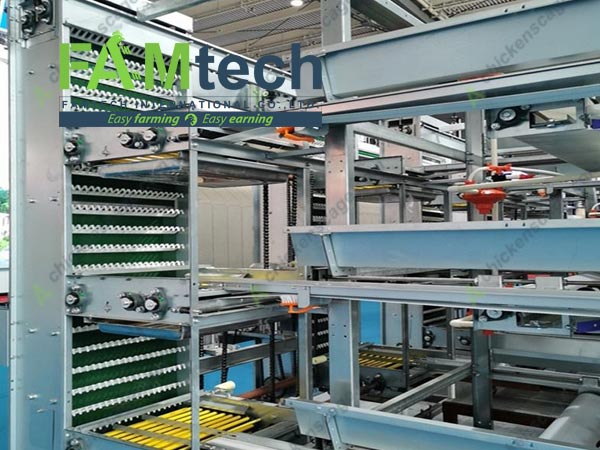 automatic egg collecting for 4 tier layer cage