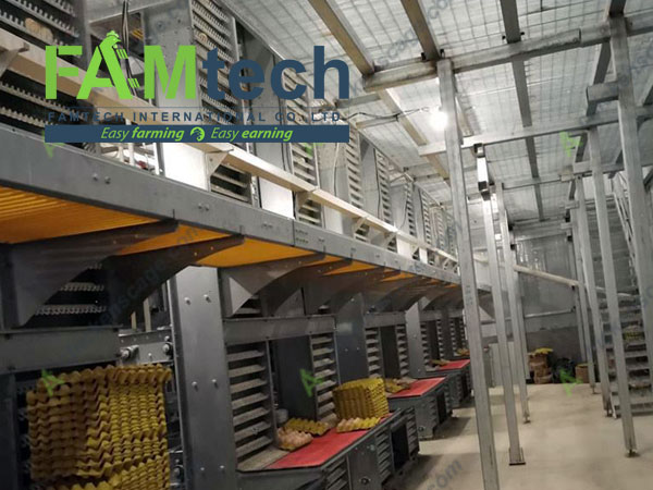 automatic egg collecting system for h type cage