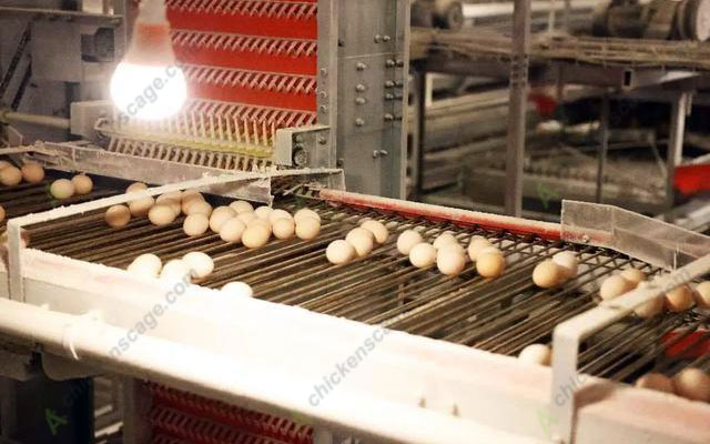 automatic egg collecting chicken layer cage
