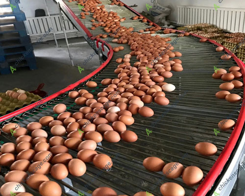 automatic egg conveying chain