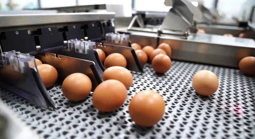 automatic egg sorting machine features