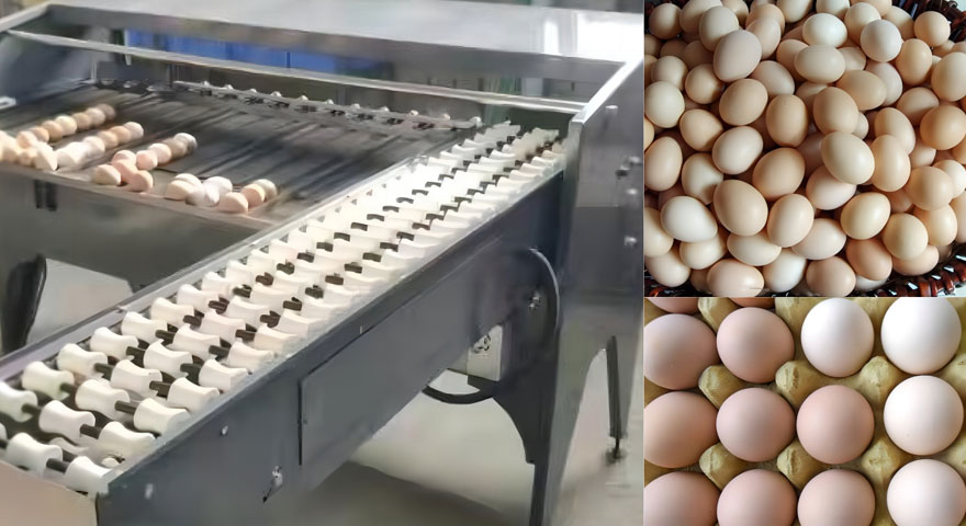 Automatic Egg Sorting Machine VS. Manual Grader Which Is Better for your business?