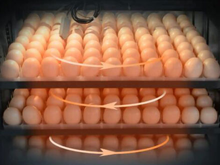 egg turing automation