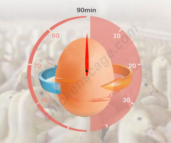 egg turning time
