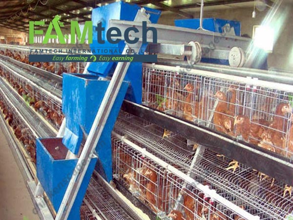 automatic feeding for 4 tier layer cage