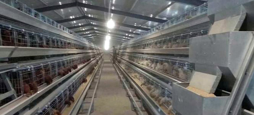 automatic feeding for laying chickens
