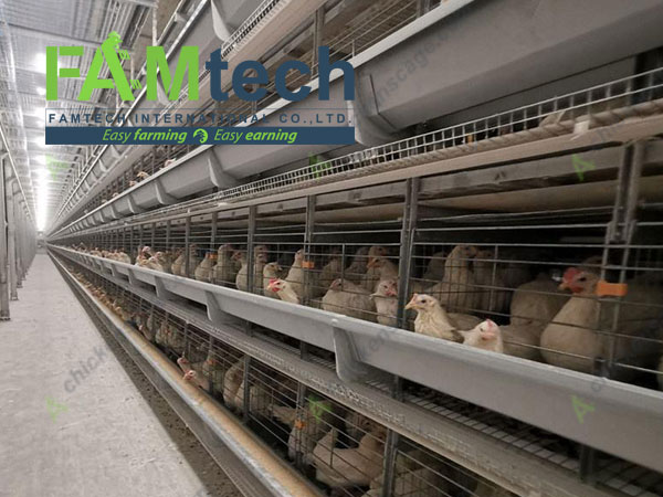 automatic h type layer cage