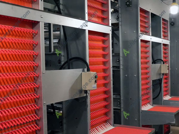 automatic chicken layer cage equipment in Pretoria