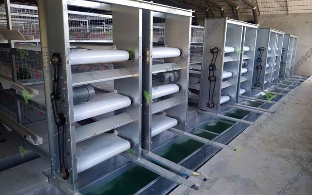 automatic manure removal chicken layer cage system