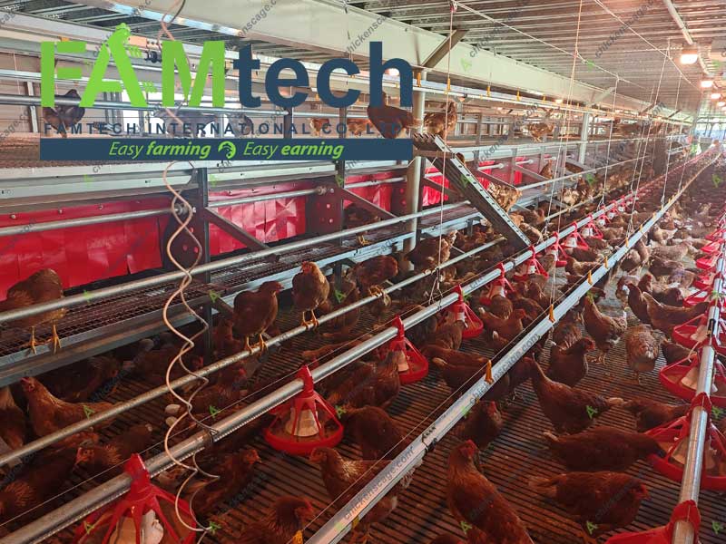 laying hens in aviary housing system