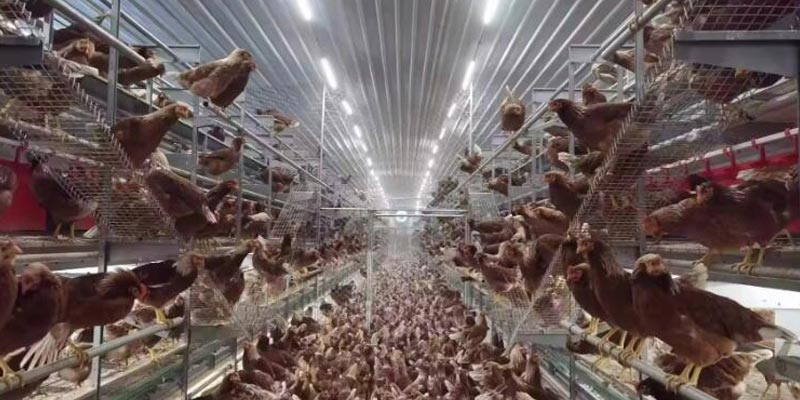 aviary poultry system advantages