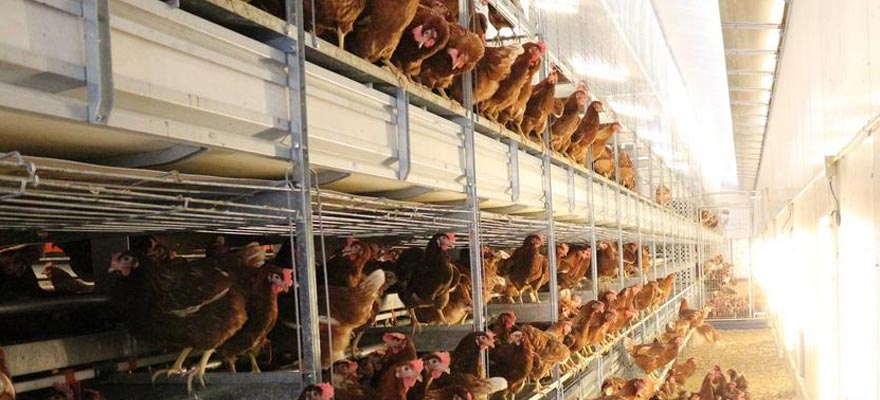 aviary housing system for cage free eggs