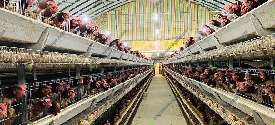 introduction of battery cage system