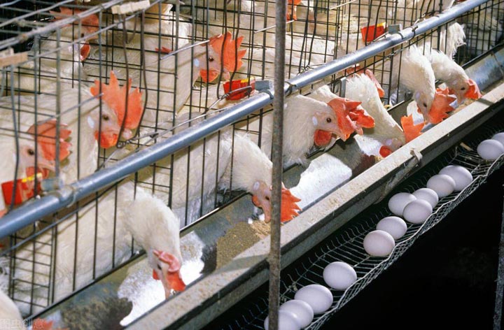 feeding and egg collecting in battery cage