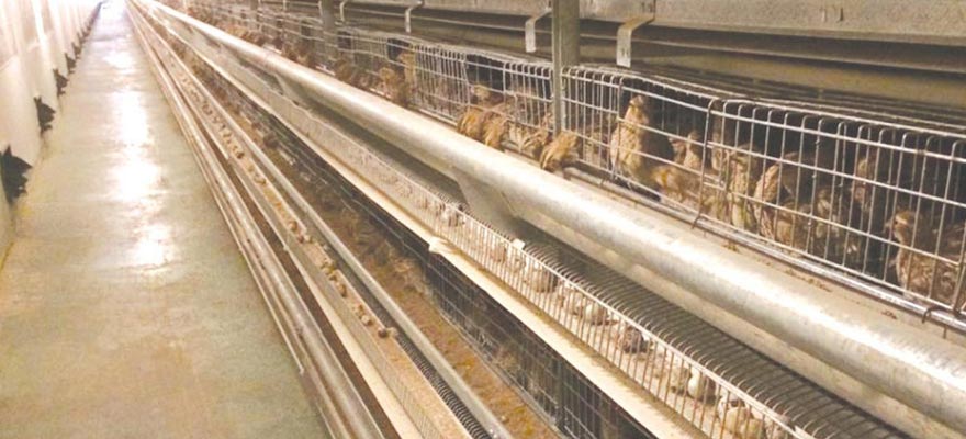 safe protection quail battery cages