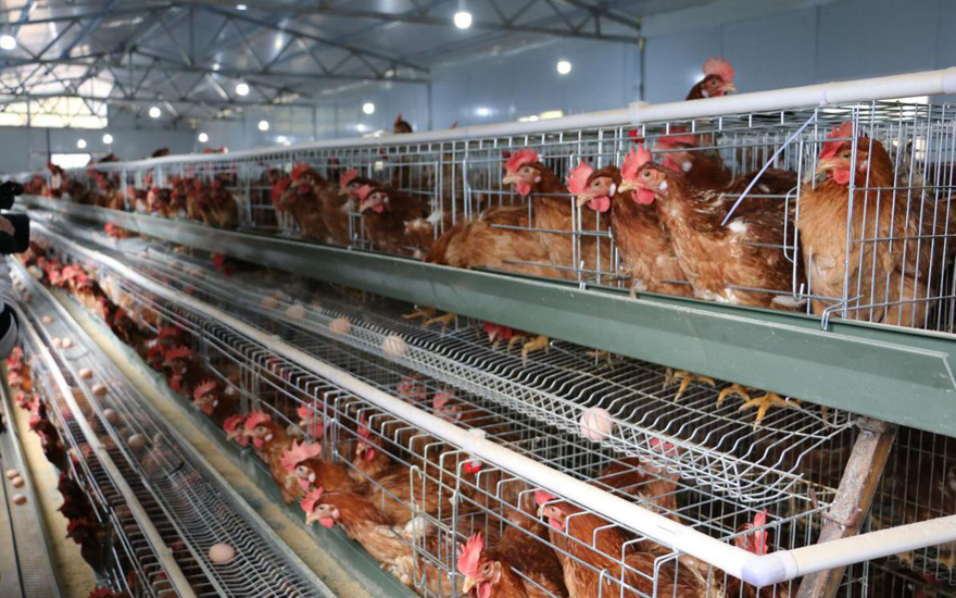 Three Ways Of Chicken Farming: Battery Cage System, Slatted Floor System,  Deep Litter System