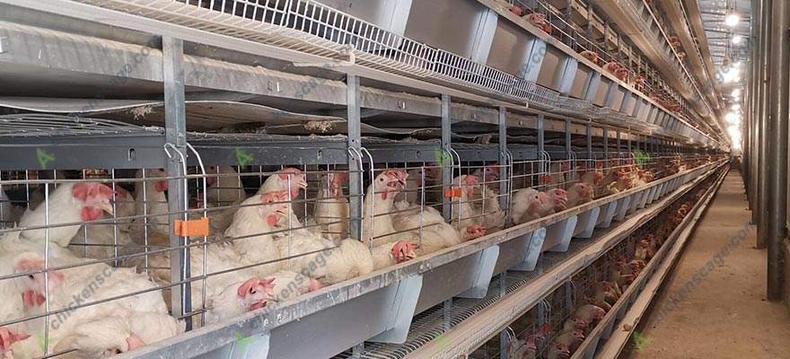 battery cage system for chickens